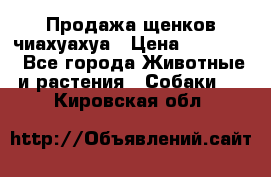 Продажа щенков чиахуахуа › Цена ­ 12 000 - Все города Животные и растения » Собаки   . Кировская обл.